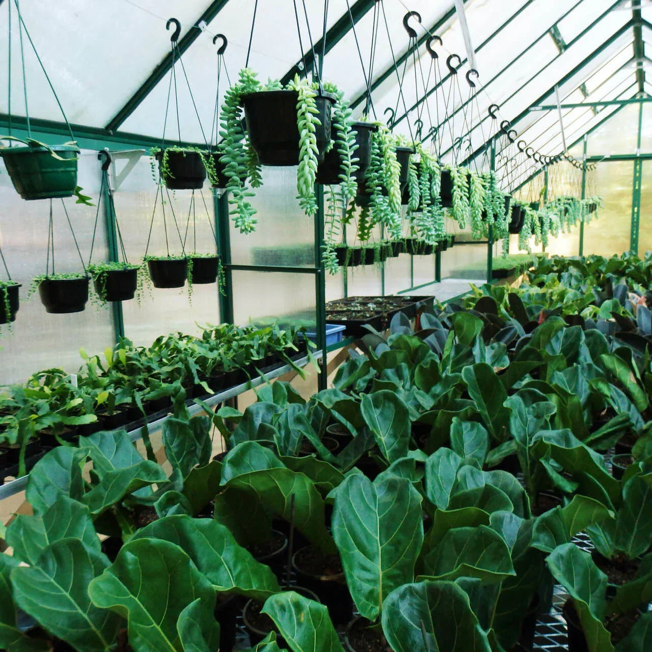 10x24 Greenhouse 6mm Polycarbonate
