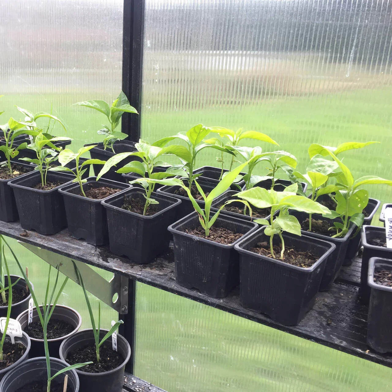 8x16 Greenhouse 6mm Polycarbonate