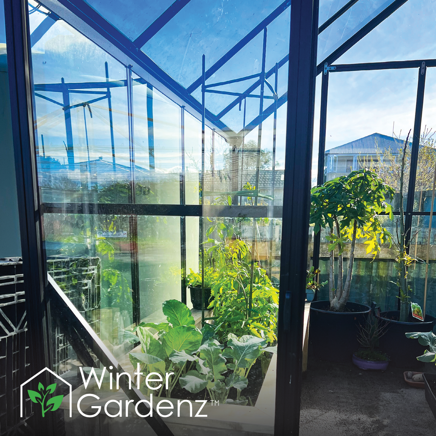 2.6x5.1m (8x16ft) 4mm Glasshouse | Winter Gardenz