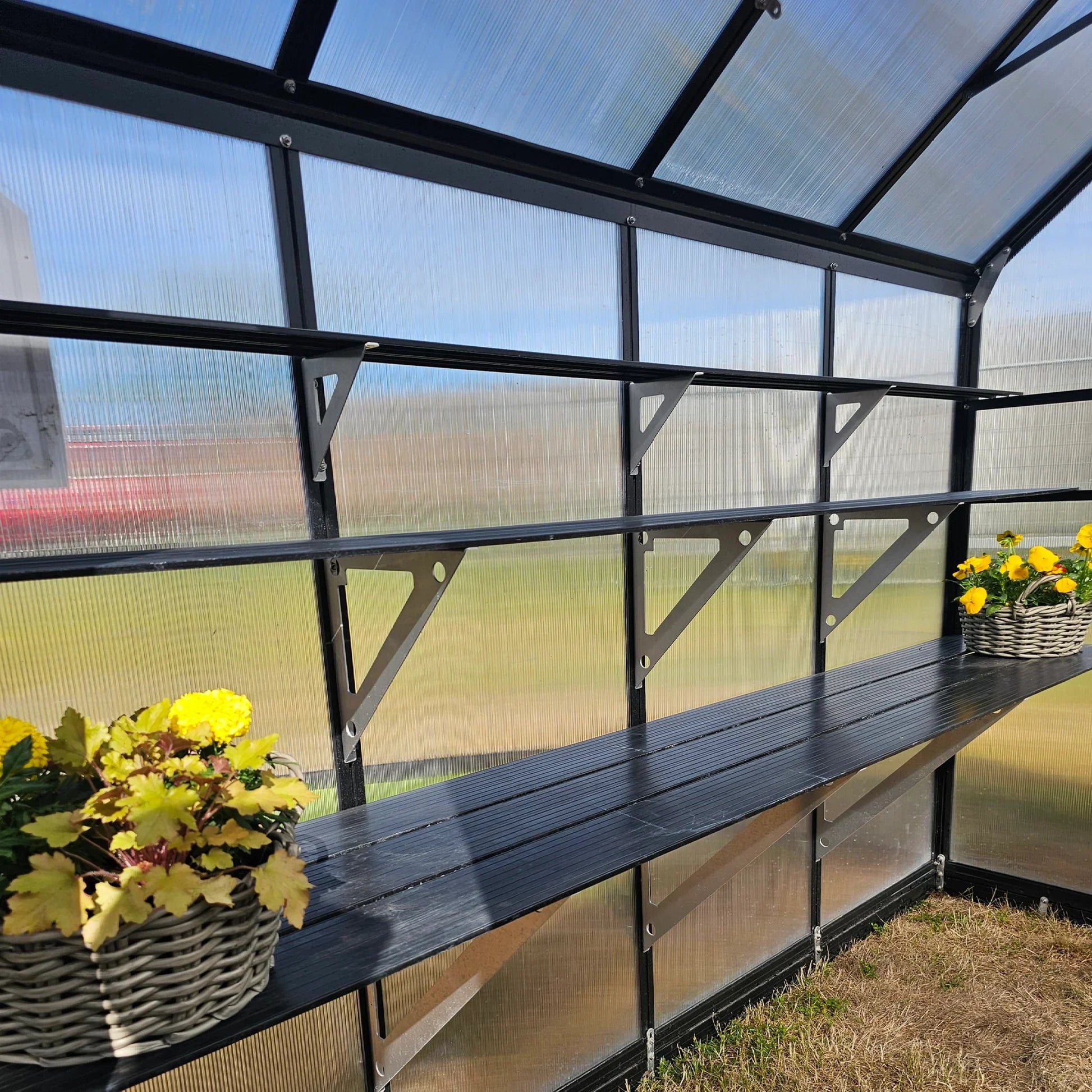 Black metal shelving unit with two levels inside a greenhouse, holding wicker baskets with yellow flowers